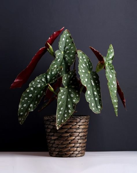 Most popular house plants for your home