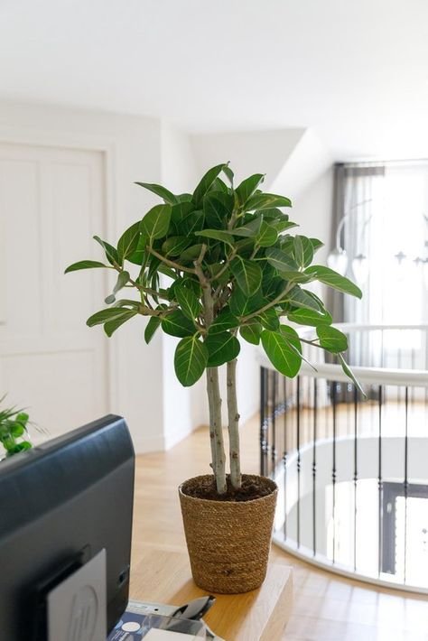 Most popular house plants for your home