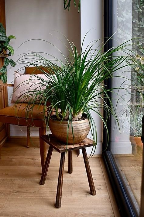 Most popular house plants for your home