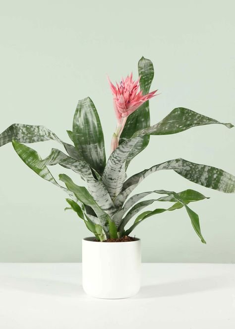 Most popular house plants for your home