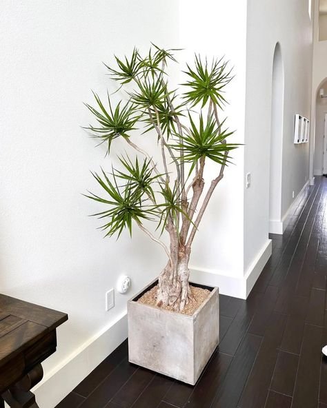 Most popular house plants for your home