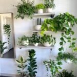 Most popular house plants for your home