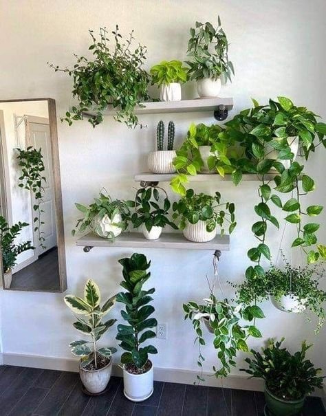 Most popular house plants for your home