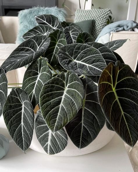 Most popular house plants for your home