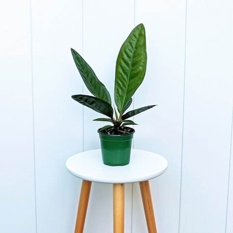 Most popular house plants for your home