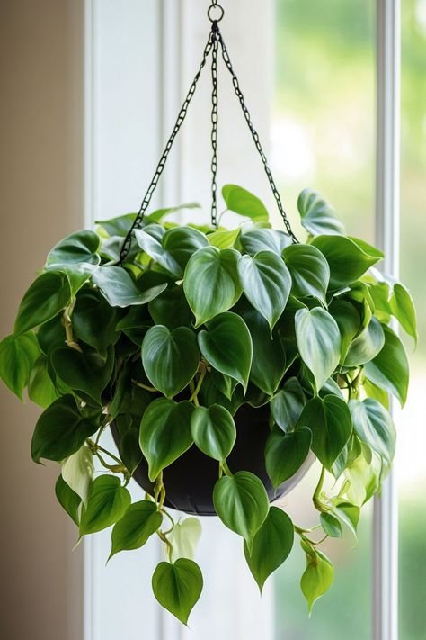 Most popular house plants for your home