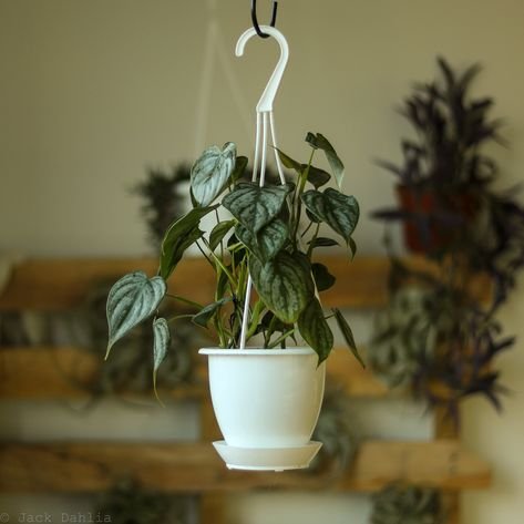 Most popular house plants for your home